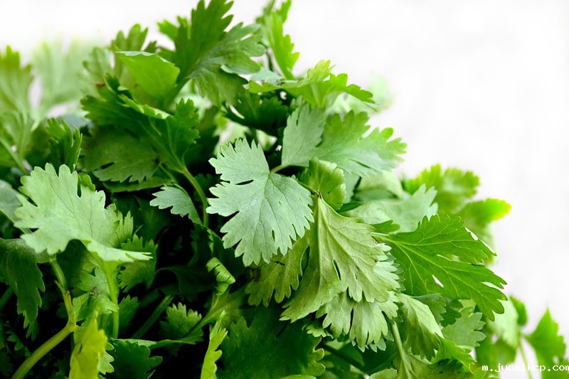1552871676271564.jpg cilantro-1287301_960_720.jpg