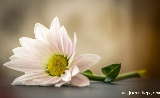 艾叶泡脚能治感冒吗-【图】艾叶泡脚能治感冒吗 艾叶泡脚的功效