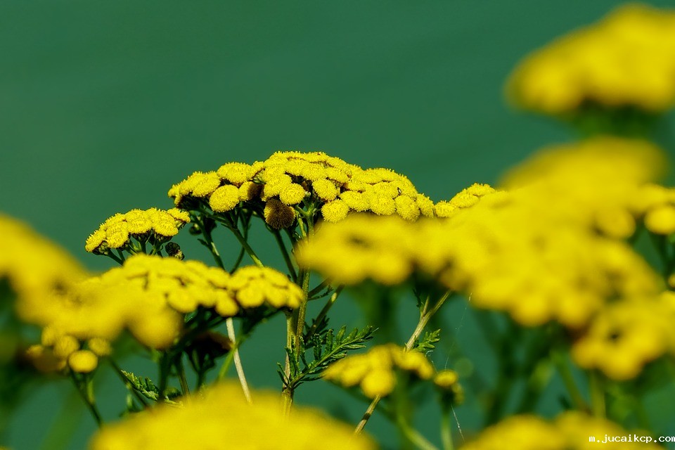 nature-3597558_960_720