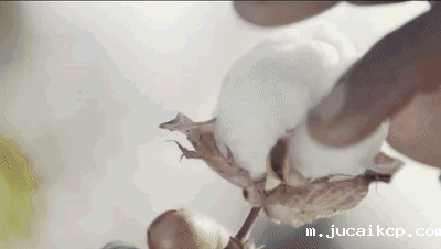 1617672315368553.gif 640 (1)