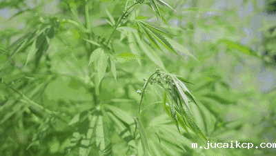 1617672341824850.gif 640