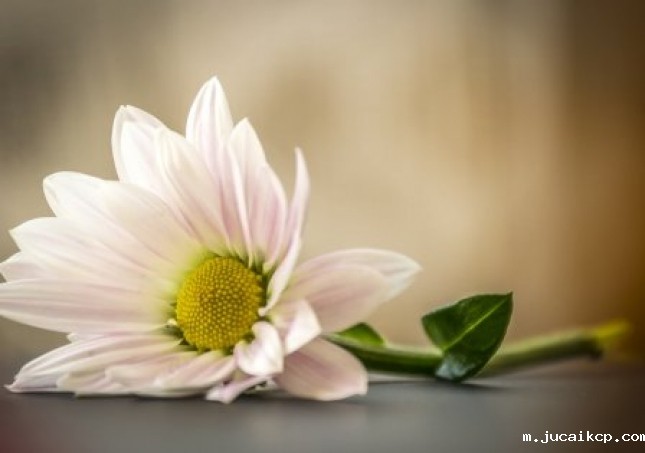 艾叶泡脚能治感冒吗-【图】艾叶泡脚能治感冒吗 艾叶泡脚的功效