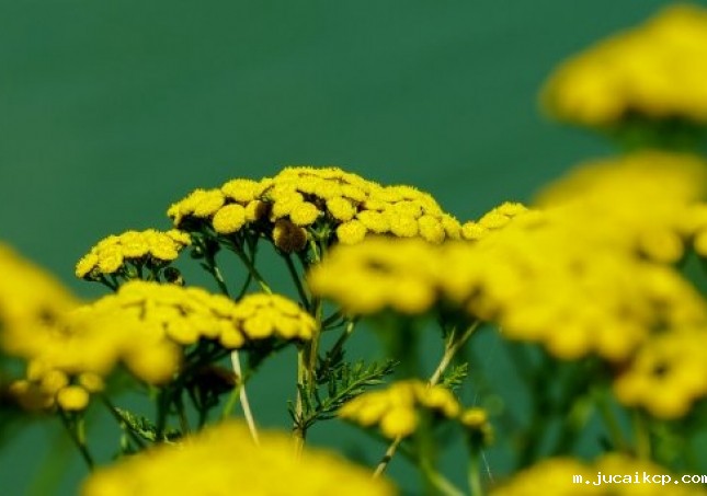 艾叶泡脚能减肥吗-艾叶能减肥吗